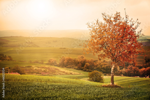Tree on the meadow