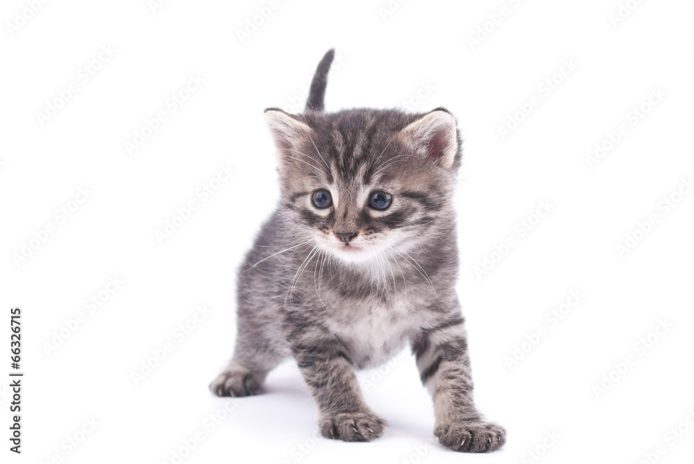 Obraz premium Kitten on a white background.