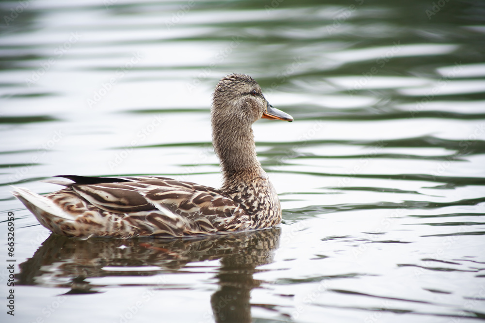 Wild Duck Wild Duck