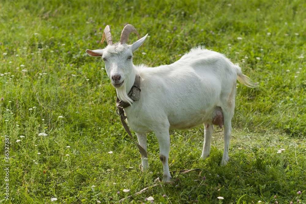 Goat on pasture. Goat on pasture.