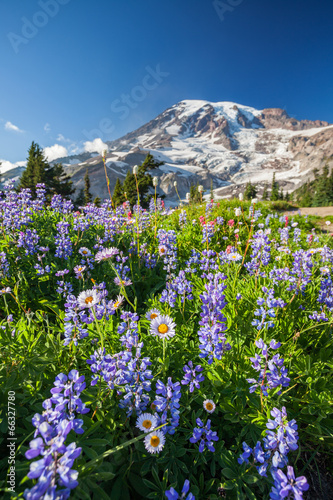 Mount Rainier and WIldflowers