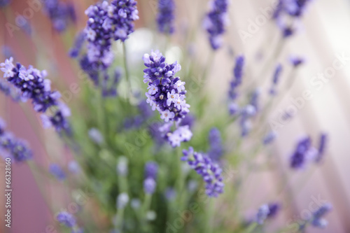 Fototapeta Naklejka Na Ścianę i Meble -  Lavendel - Lavandula angustifolia