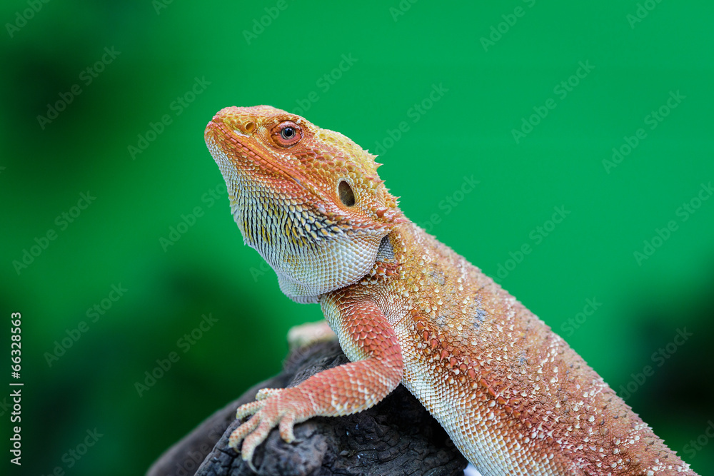 Hypo Leatherback Bearded Dragon perched on leaves green Hypo Leatherback Bearded Dragon perched on leaves green