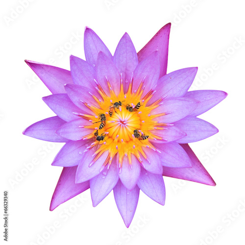 Purple lotus