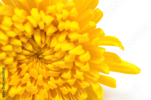 yellow chrysanthemum flower close up