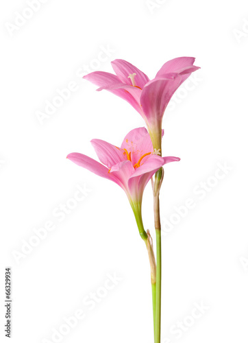 Two pink lily isolated on white. zephyranthes candida