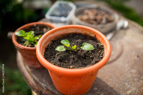 Plant pots in garden, young seedlings