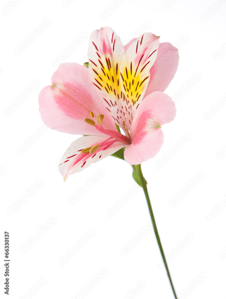 Rosy flower isolated on white background. Alstroemeria Rosy flower isolated on white background. Alstroemeria