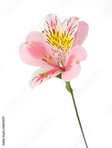 Rosy flower  isolated on white background. Alstroemeria