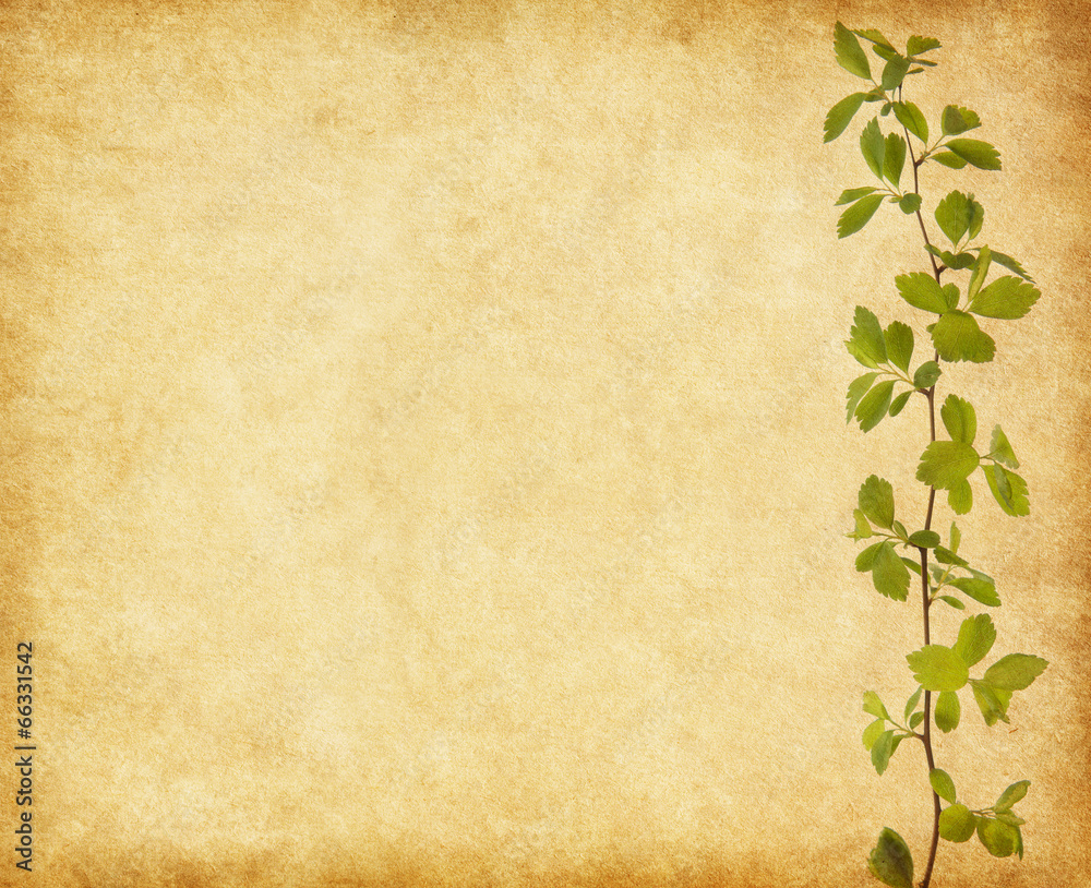 Branch with young green spring leaves on old paper Branch with young green spring leaves on old paper