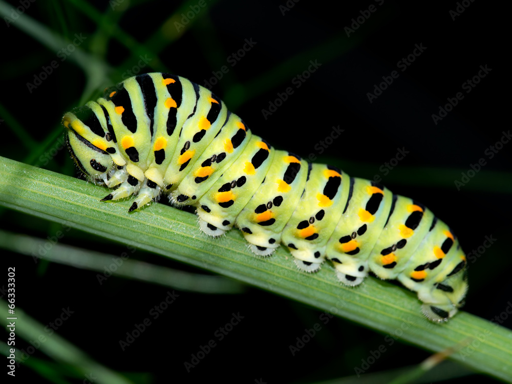 Caterpillar macro. Black Swallowtail, Papilio polyxenes Caterpillar macro. Black Swallowtail, Papilio polyxenes