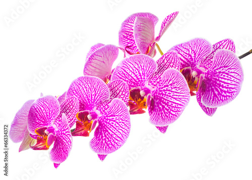 Beautiful branch blooming stripped violet orchid  phalaenopsis i