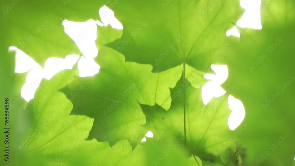 Summer green maple tree swinging in the wind. Summer green maple tree swinging in the wind.