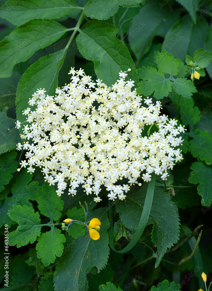 Hollunder Pflanze mit Blüten Stock-Foto | Adobe Stock
