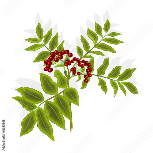 Twig rowan berry with leaves and berries vector