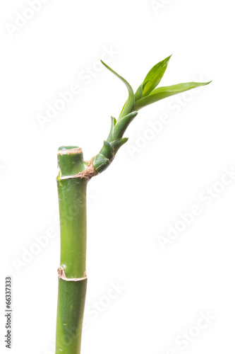 Bamboo isolated on white