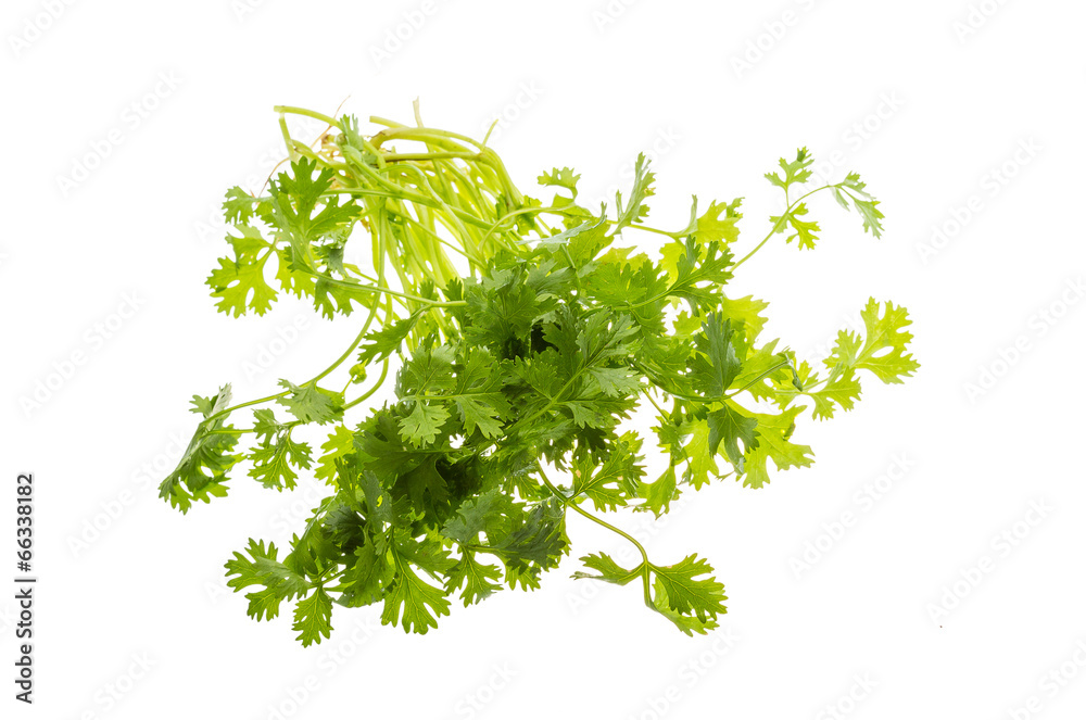 Obraz premium Coriander leaves