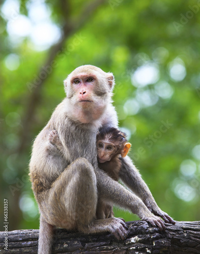 monkey mother and baby in hugginh breast
