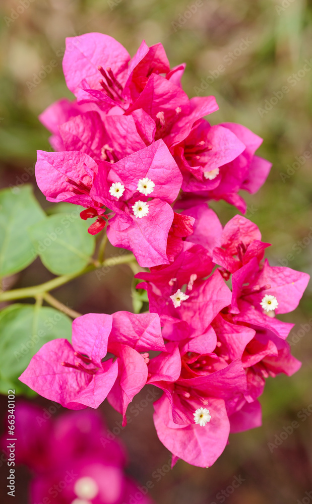 Fototapeta premium Pink Bougainvillea glabra Choisy flower swith leaves