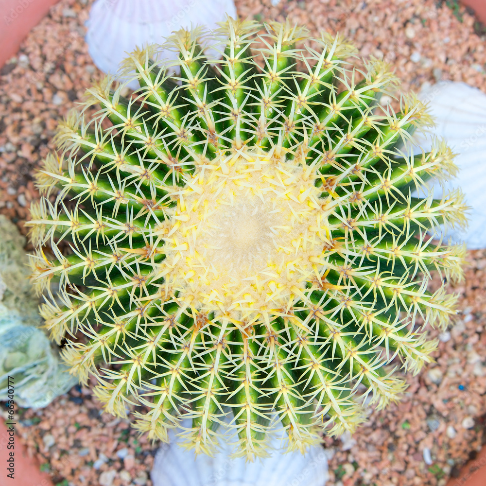 Golden Barrel Cactus, Echinocactus Grusonii Golden Barrel Cactus, Echinocactus Grusonii