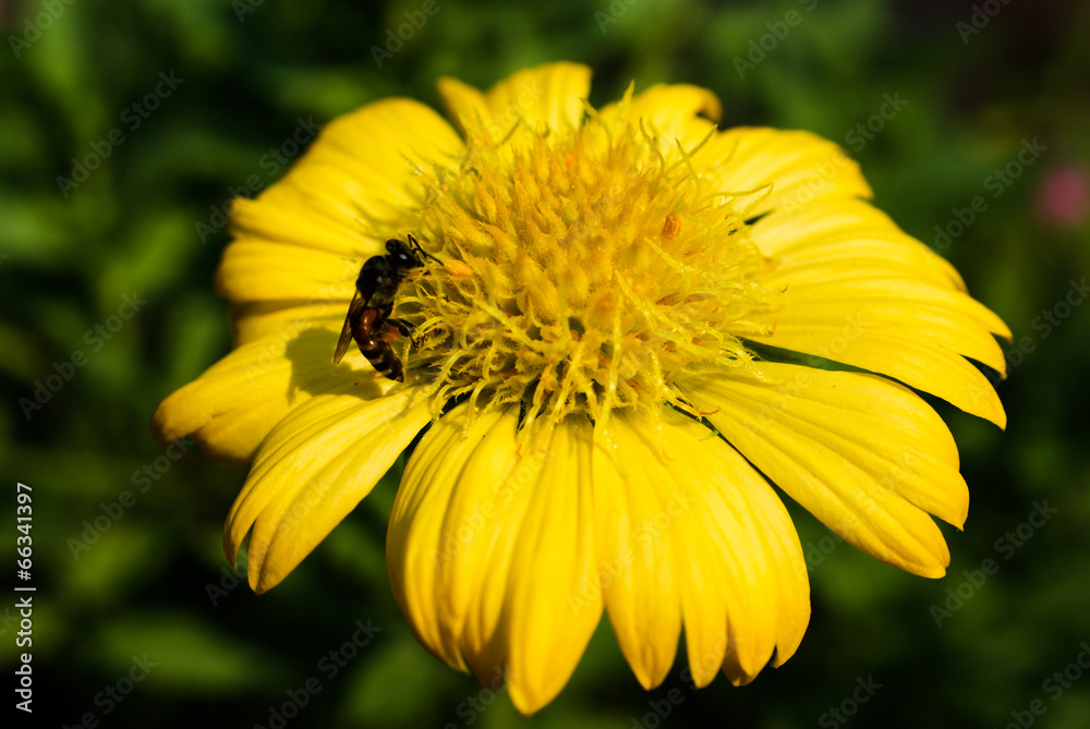 Macro Shot of Bee Collecting Pollen from Mexican Daisy Flower Macro Shot of Bee Collecting Pollen from Mexican Daisy Flower