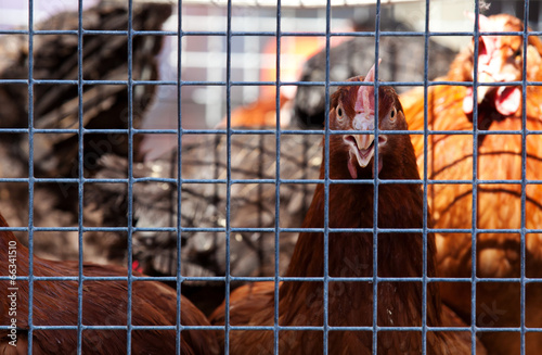 Hühnergehege © Kaesler Media