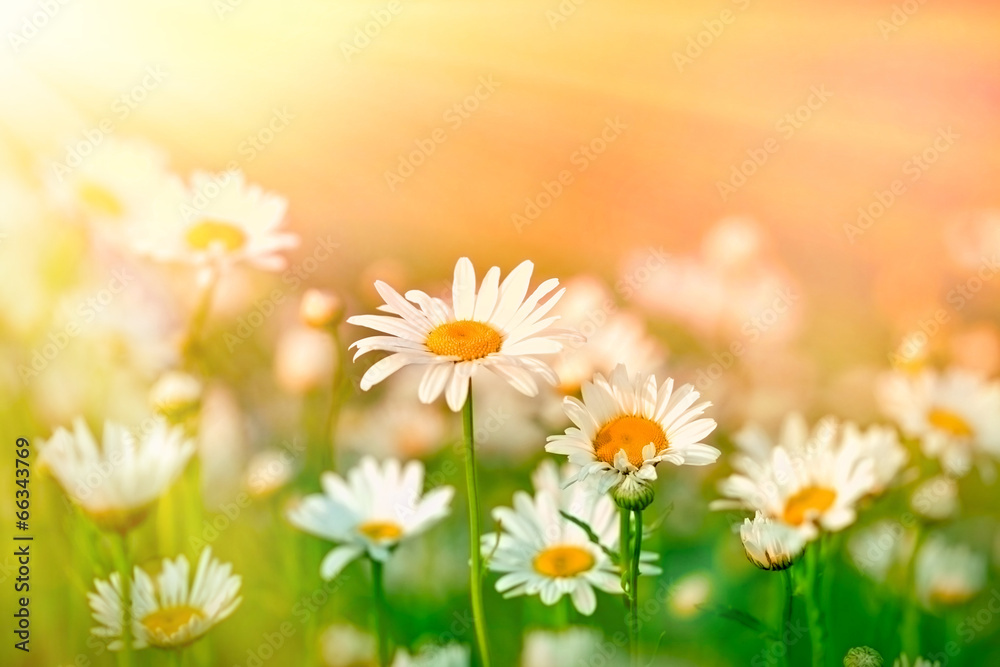 Beatiful daisy in a meadow