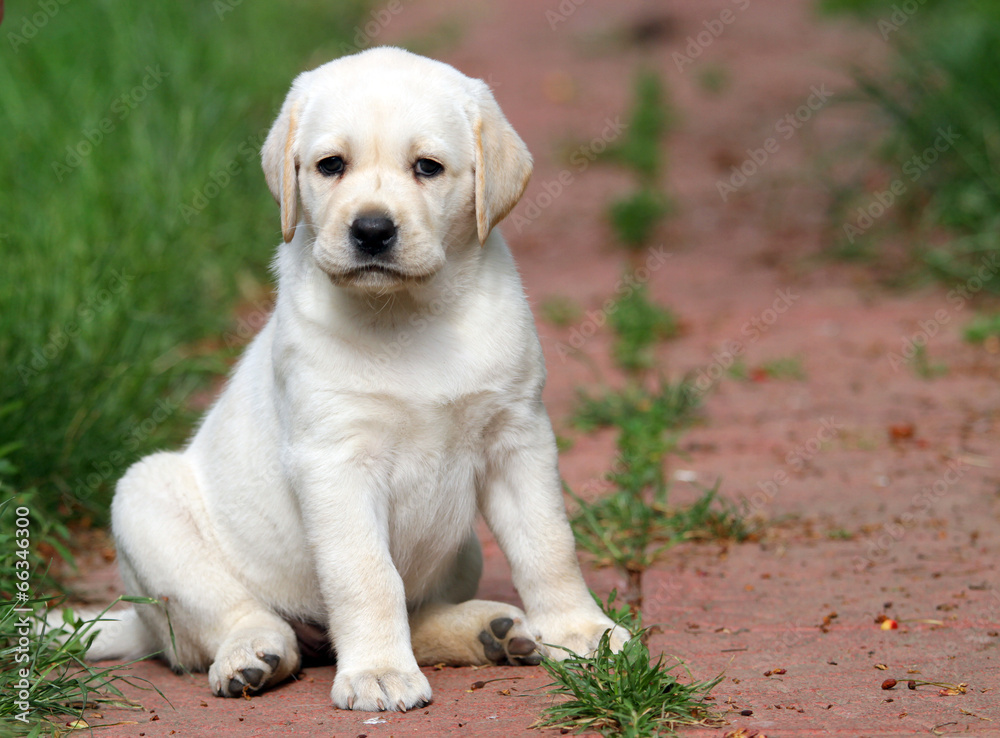 yellow labrador puppy portrait in the garden yellow labrador puppy portrait in the garden