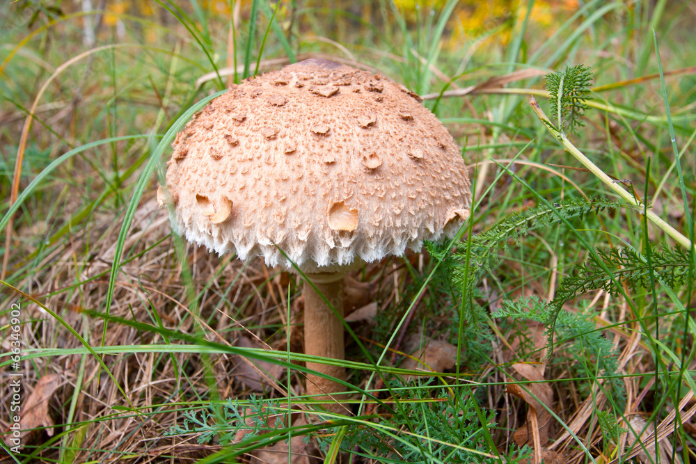 mushroom in grass mushroom in grass