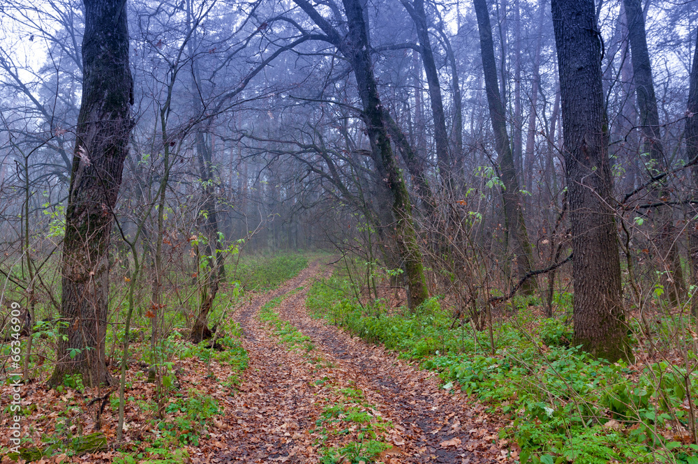autumn in forest