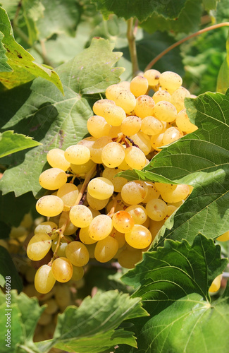 bunch of ripe muscat grapes closeup, sunlit photo