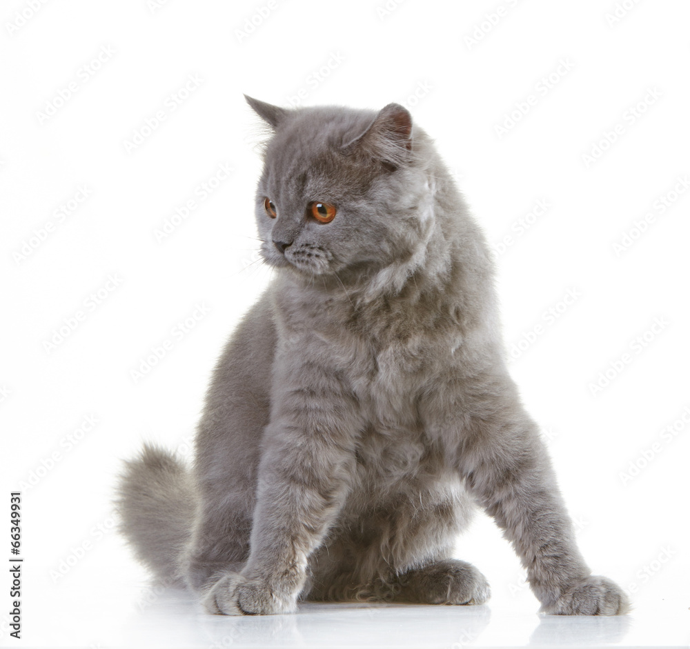 gray british long hair kitten
