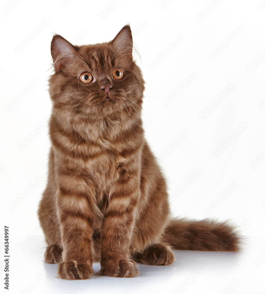 brown british long hair kitten brown british long hair kitten