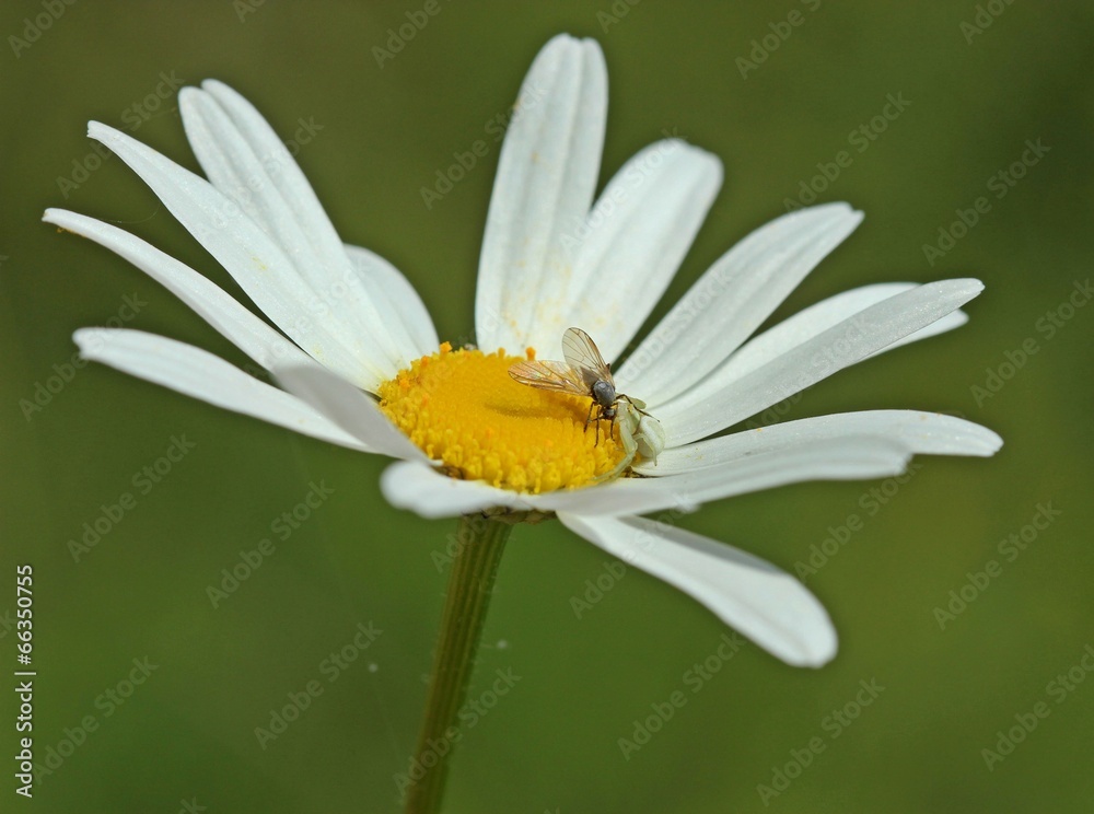 Fototapeta premium Krabbenspinne mit Beute