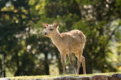 Fototapeta Naklejka Na Ścianę i Meble -  Nara deer