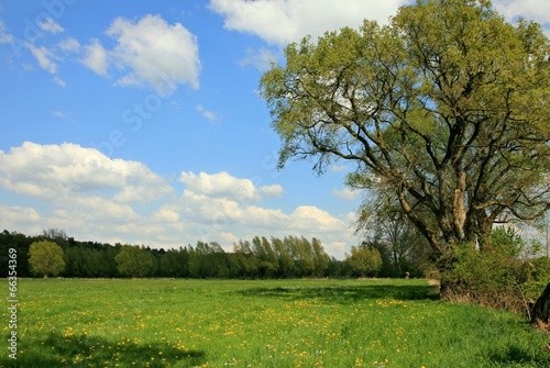 Wiese am Wald photo