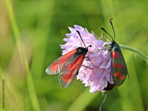 Sechsfleckwidderchen und Thymianwidderchen auf Witwenblume photo