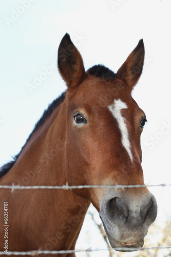 cabeza de caballo asomada © graciela rossi