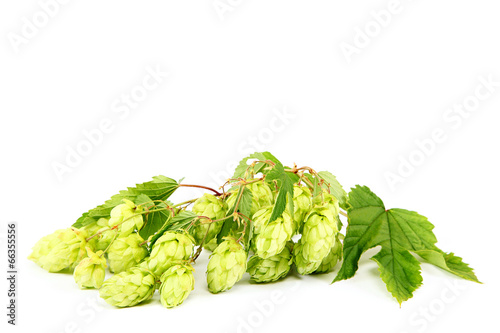 Branch of fresh hops isolated on white background.