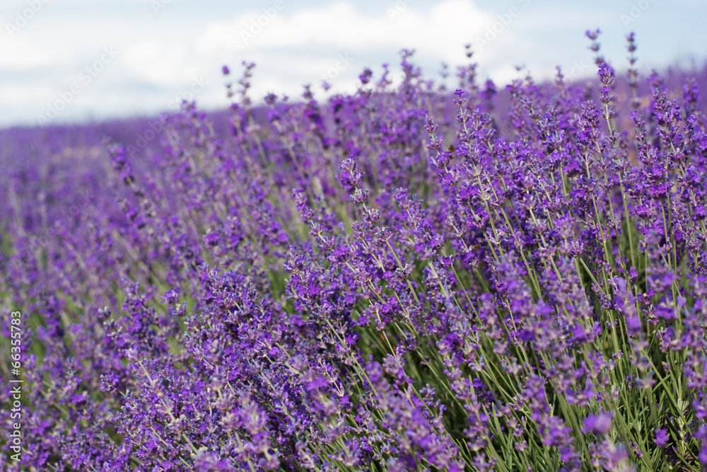 Naklejka premium Purple field of lavender flowers