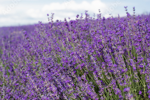 Purple field of lavender flowers