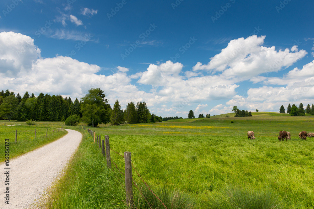 Fototapeta premium path with fence next to fresh meadow with grazing cows in spring