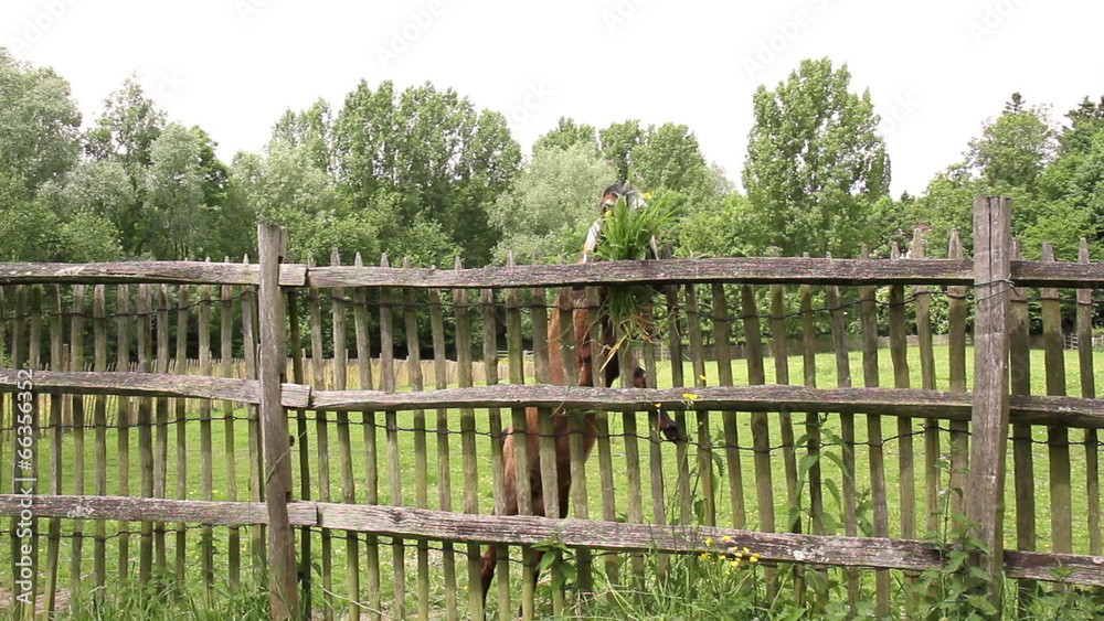 Anglo-Nubian goat on a farm of the park Fond'roy ( Brussels) Anglo-Nubian goat on a farm of the park Fond'roy ( Brussels)