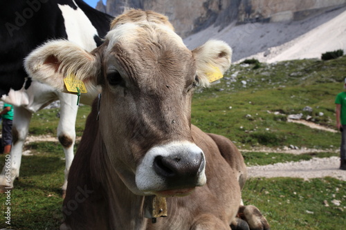 mucca al pascolo valle del trentino photo