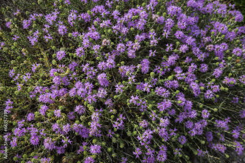 Early summer flowers, Milos, Greece photo