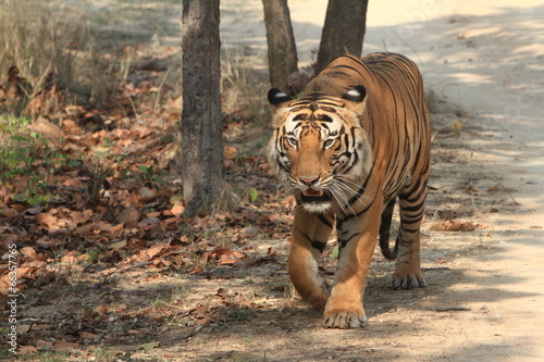 Indischer Tiger im Nationalpark Bandhavgarh Indien