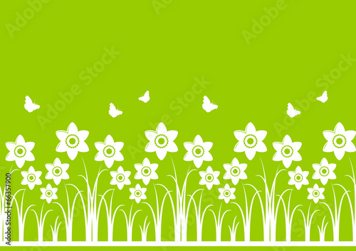 daffodils border