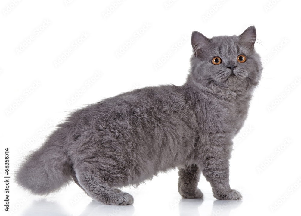 Gray british long hair kitten