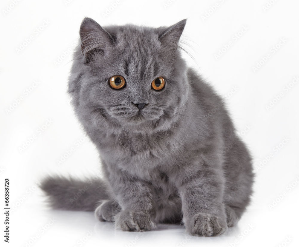 Gray british long hair kitten
