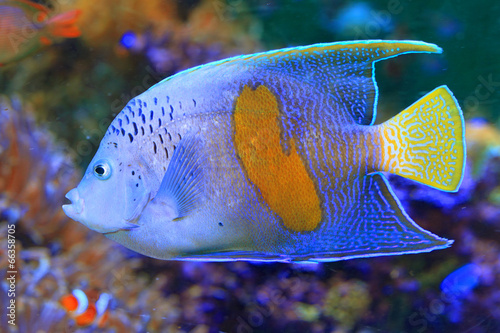  Halfmoon angelfish (Pomacanthus maculosus) photo